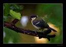 Coal Tit