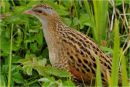 CORNCRAKE