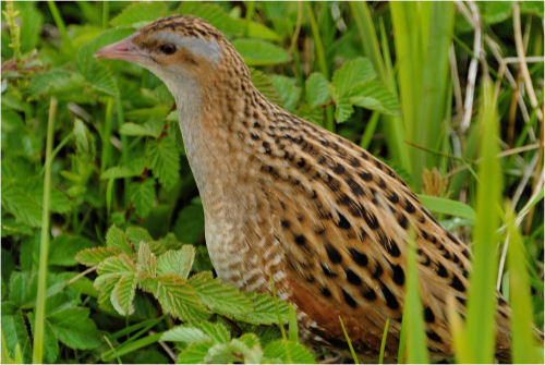 CORNCRAKE