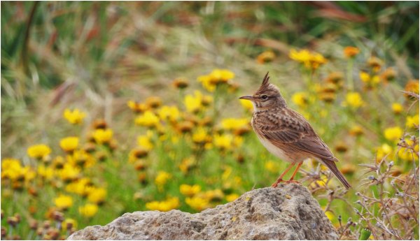 Crested Lark
