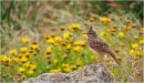 Crested Lark