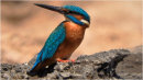 (Common) Kingfisher