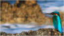 (Common) Kingfisher