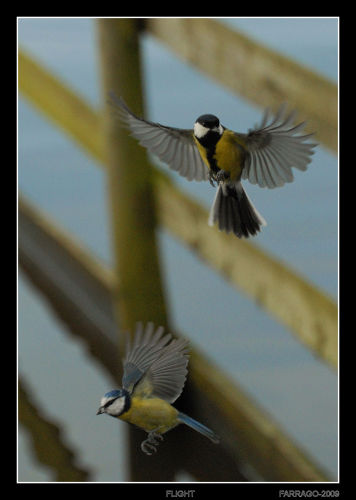 Flight