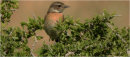 Stonechat (Female)