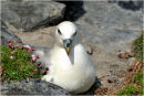 Fulmar