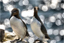 Guillemots