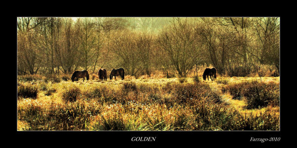 Golden