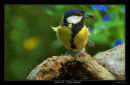 Great Tit