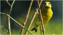 Greenfinch