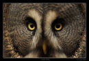 Great Grey Owl