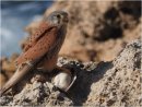 (Common) Kestrel