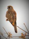 (Common) Kestrel