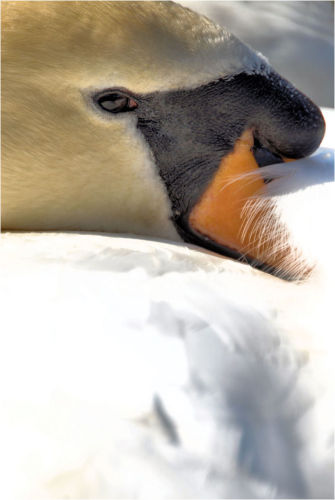 Snuggle Down