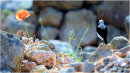 Black Eared Wheatear