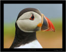 Puffin