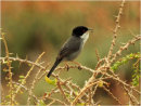 Sardinian Warbler