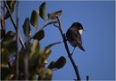 Sardinian Warbler