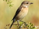 Female Stonechat