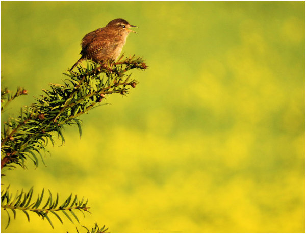 Wren