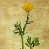 Creeping Buttercup