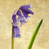 English Bluebell
