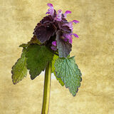 Northern Dead Nettle
