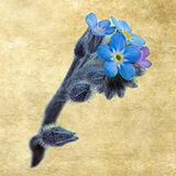 Field Forget-me-not