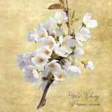 Wild Cherry