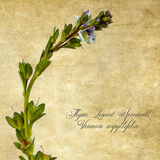 Thyme Leaved Speedwell