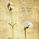 White Campion