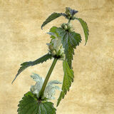 White Dead Nettle