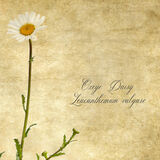 Oxeye Daisy