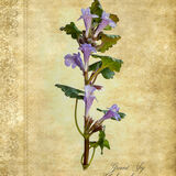 Ground Ivy