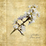 Blackthorn