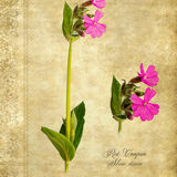 Red Campion