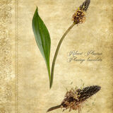 Ribwort Plantain