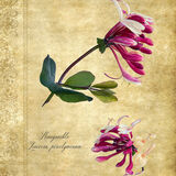 Honeysuckle