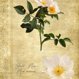 Field Rose