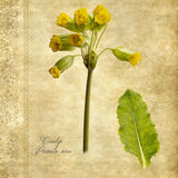 Cowslip