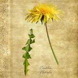 Dandelion