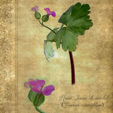Round Leaved Cranesbill