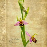 Bee Orchid