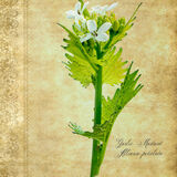 Garlic Mustard