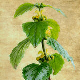 Yellow Archangel
