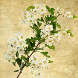 Hawthorn