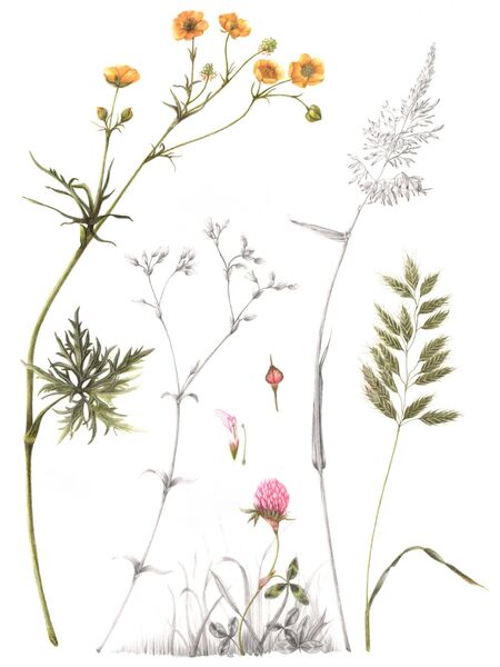 Summer Meadow Botanical Illustration