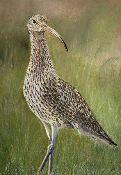 Curlew
