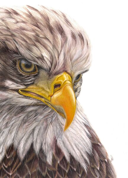 Bald Headed Eagle Portrait