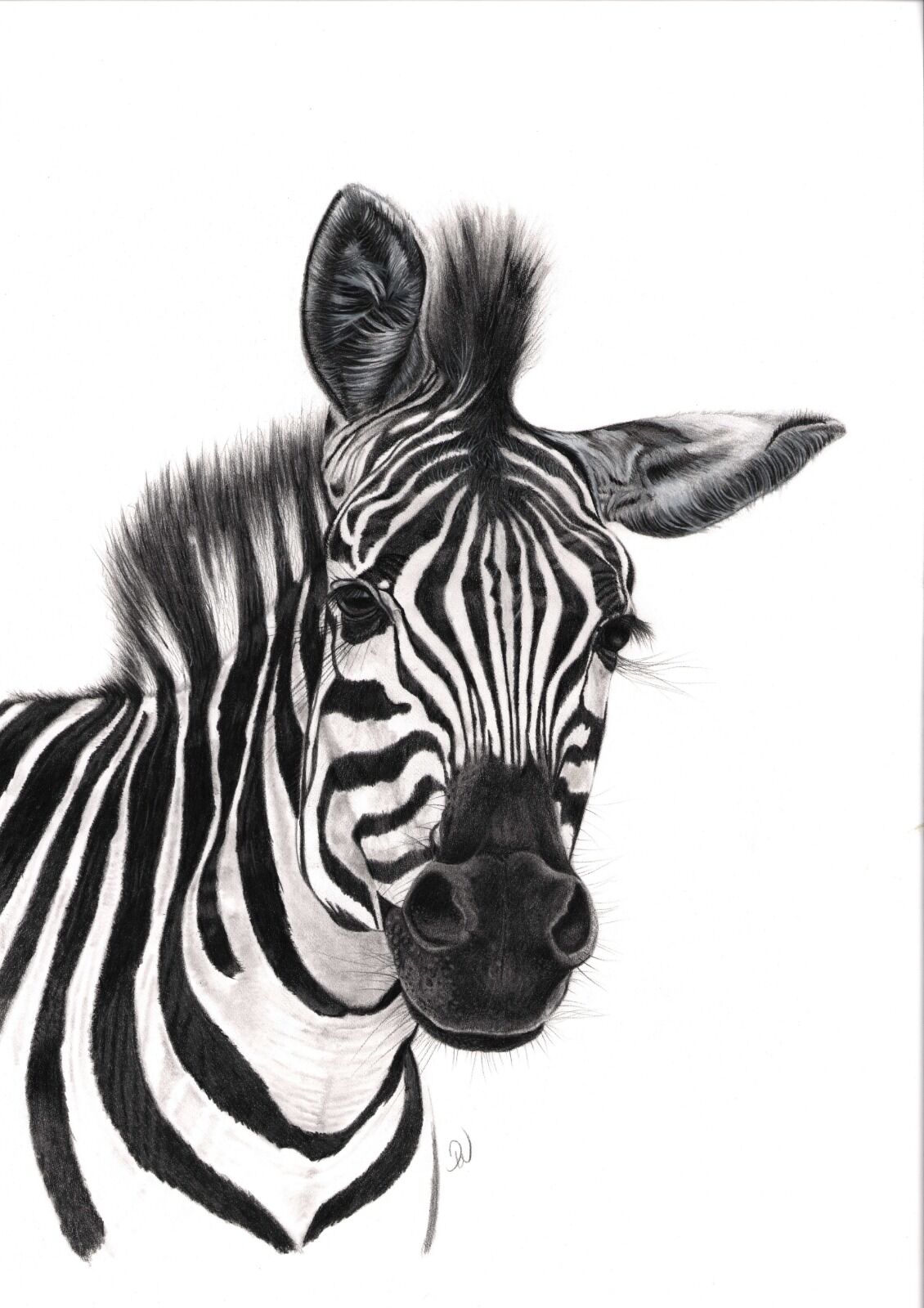 Zebra Portrait